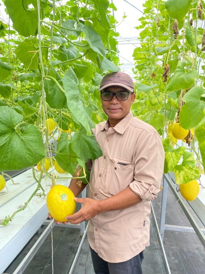 
 Kepala DKP Kukar Muslik Turut Serta Panen Perdana Melon Hidroponik