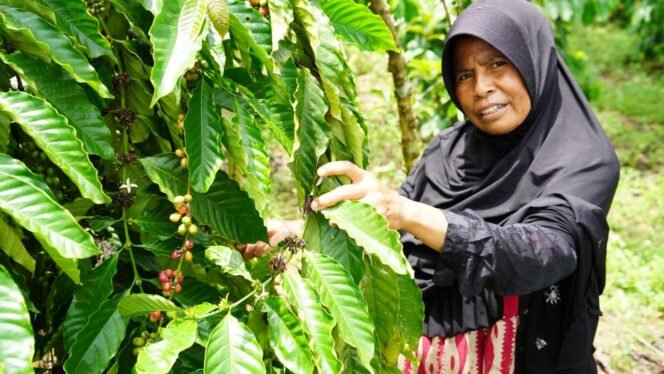 
 Disbun Kukar Dirikan Rumah Produksi Kopi untuk Dukung Petani Kopi Robusta